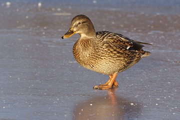 Image showing Mallard on the ice.