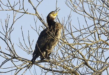 Image showing cormorant