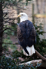Image showing Bald Eagle