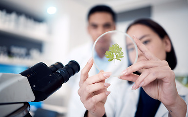 Image showing Scientist team, hands and plants in petri dish of research, medicine or growth analytics in laboratory. Science workers studying nature, environment and green ecology of test, analysis and innovation