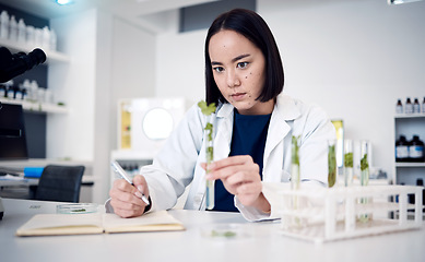 Image showing Plant, science and test tube with a woman botanist working on a scientific breakthrough in the lab. Laboratory, botany and ecology experiment with herbal medicine and innovation using plants