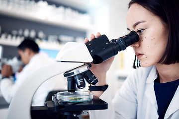 Image showing Woman, leaf and scientist with microscope for research, plant testing or analysis. Food science, biotechnology and female doctor or botanist with medical petri dish for gmo experiment in laboratory.