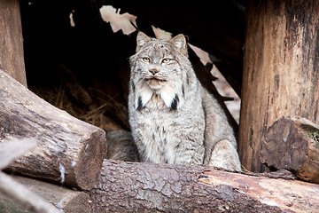 Image showing Lynx