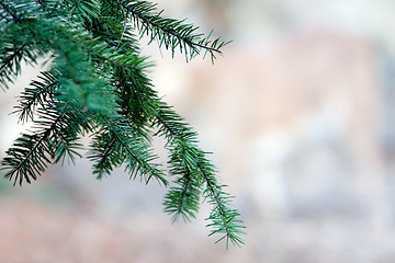 Image showing Pine tree branch