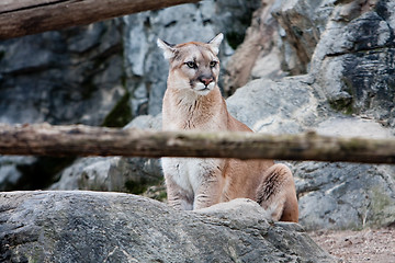 Image showing Puma