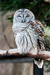 Image showing Barred Owl on branch