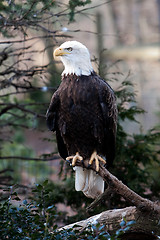 Image showing Bald Eagle