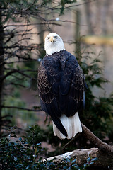 Image showing Bald Eagle