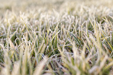 Image showing winter weather in an agricultural field