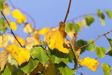 Image showing deciduous forest during leaf fall