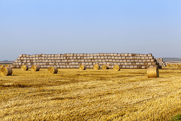 Image showing agricultural field with straw stacks