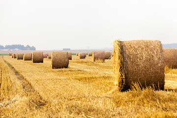 Image showing agricultural field with straw stacks