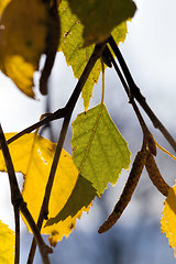 Image showing autumn and on birch trees,