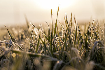 Image showing winter weather in an agricultural field