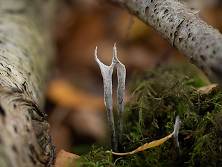 Image showing Candlesnuff Fungus