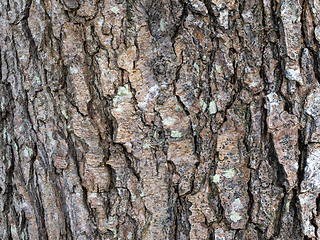 Image showing Tree Trunk Bark with Deep Fissures