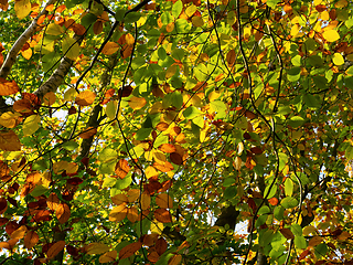 Image showing Silver Birch Leaves in Autumn