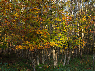 Image showing Silver Birch Trees in Autumn