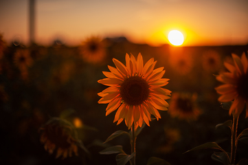 Image showing Sunflower at sunset