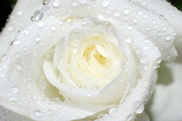 Image showing Macro image of a white rose