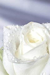 Image showing Macro image of a white rose 