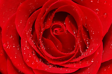 Image showing  red rose