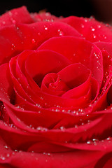 Image showing Macro image of red rose 