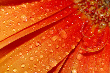 Image showing beautiful sunflower petals