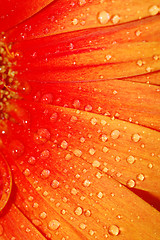 Image showing beautiful sunflower petals closeup