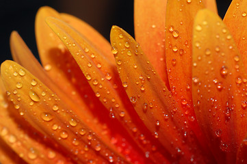 Image showing beautiful sunflower petals closeup