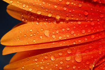 Image showing beautiful sunflower petals 