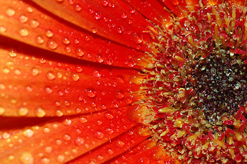 Image showing beautiful sunflower petals closeup