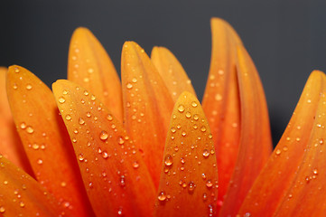 Image showing beautiful sunflower petals closeup