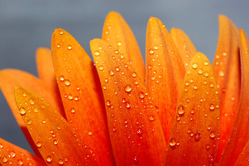 Image showing beautiful sunflower petals 