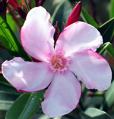 Image showing Flower wild