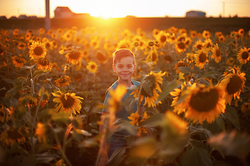 Image showing Portrait of beautiful blond kid boy on summer sunflower field