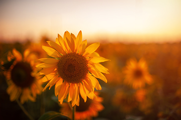 Image showing Sunflower at sunset