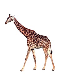 Image showing Giraffe