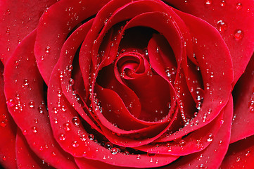 Image showing Macro image of red rose 