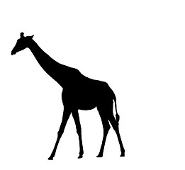 Image showing Giraffe Silhouette