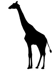 Image showing Giraffe Silhouette