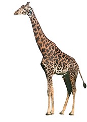 Image showing Giraffe