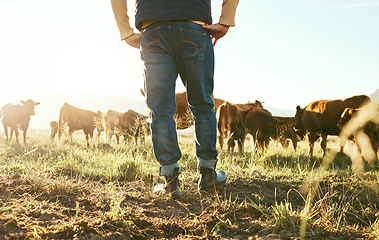 Image showing Cow, farmer and man on grass field in nature for meat, beef or cattle food industry. Closeup back view of farming livestock, cows and agriculture animals, milk production and management in sunshine