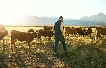 Image showing Farm, agriculture and farmer man with cattle eating grass on field outdoors. Agro, sustainability or male small business owner with livestock or cows for meat, dairy or milk production at countryside