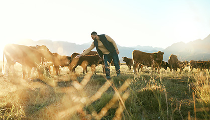 Image showing Farm animal, cows and cattle farmer outdoor in countryside to care, feed and raise animals on grass field for sustainable farming. Man in beef industry while working with livestock in nature in Texas