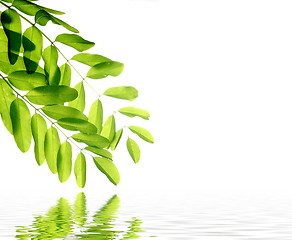 Image showing green leaves reflecting in the water