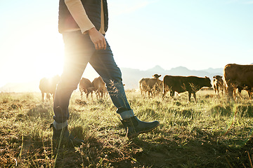 Image showing Farm, countryside and farmer with cow and field for agriculture, sustainability and farming in New Zealand. Livestock, cattle feed with man, sunshine flare and environment with beef and milk source.