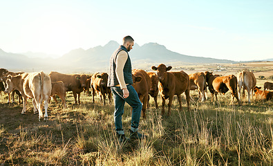 Image showing Man, farm and animals for travel in the countryside with cows for growth, production or live stock in the outdoors. Male traveler or farmer in agriculture business on grass field and cattle in nature