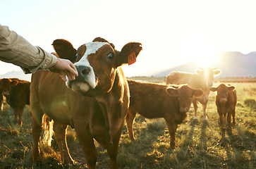 Image showing Agriculture, cow and care with hand of farmer for sustainability, milk production and nature in countryside. Grass, nutrition and cattle with animals on farm field for ecology, livestock and health