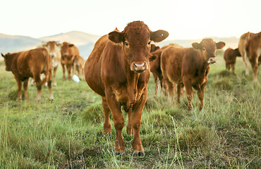 Image showing Group of cows, grass or farming landscape in countryside pasture, sustainability environment or South Africa nature. Livestock, bovine or cattle herd for dairy production, beef export or meat trade